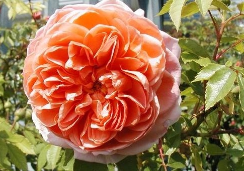 科莱特/Colette月季花品种介绍及图片
