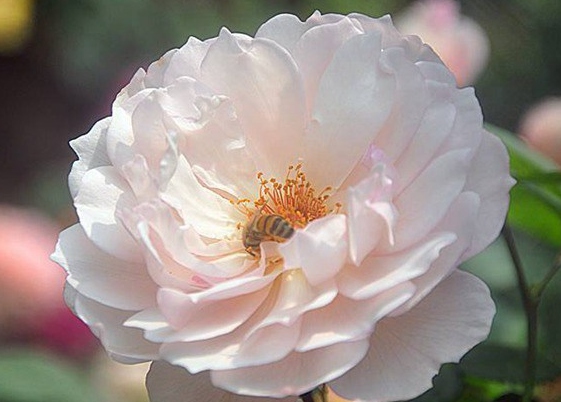 慷慨的园丁/The Generous Gardener月季花品种介绍及图片