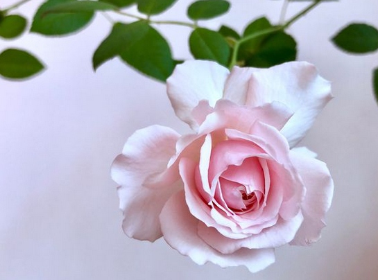 日和/ひより)月季花品种介绍及图片
