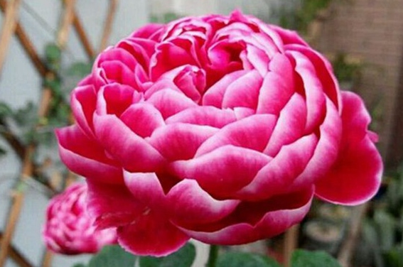玛丽玫瑰/Marie Rose月季花品种介绍及图片