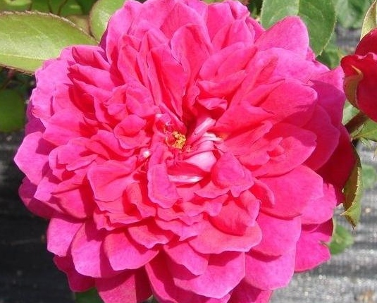 苏菲的玫瑰/Sophy’s Rose 月季花品种介绍及图片