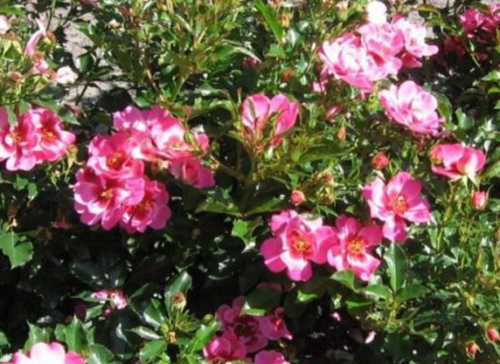 狮子座阳台月季优缺点是什么