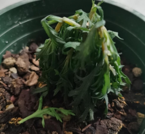 枯萎植物