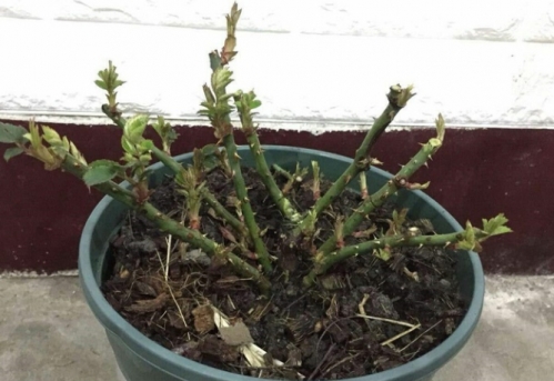 月季盆栽