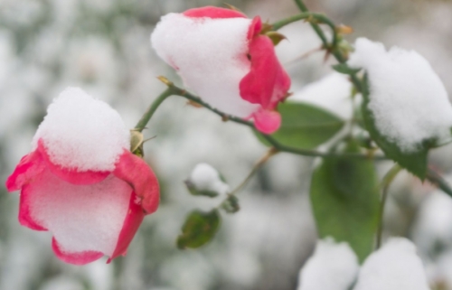 雪花