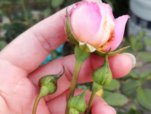 月季花苞