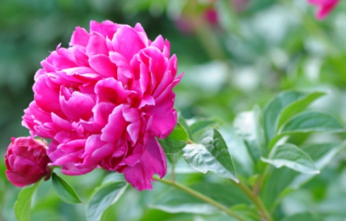 芍药