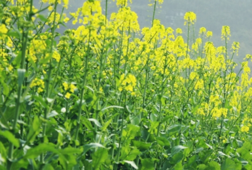油菜花