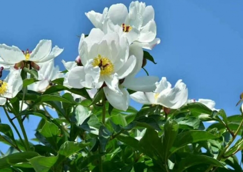六月开什么花开得最盛