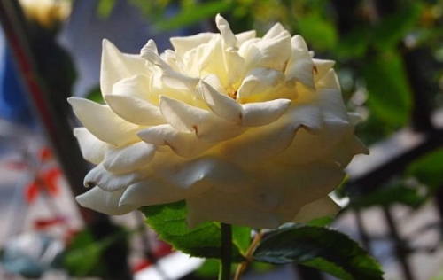 怀旧浪漫月季优缺点是什么