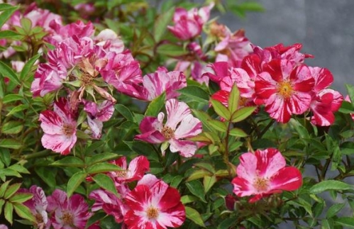 花风火月季