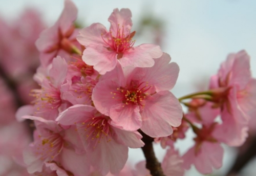 河津樱花