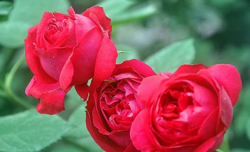 欧月月季花的养殖方法