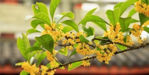 桂花什么时候开花最盛