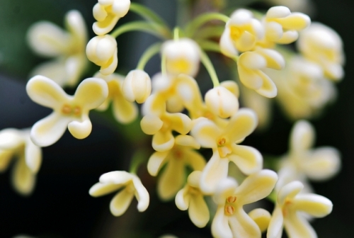 桂花