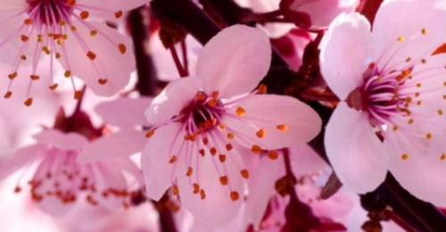 杏花什么时候开花