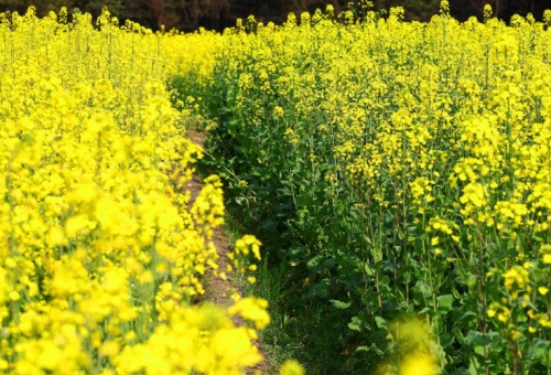 油菜花什么时候开花