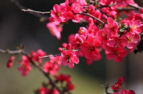 海棠花什么时候开花