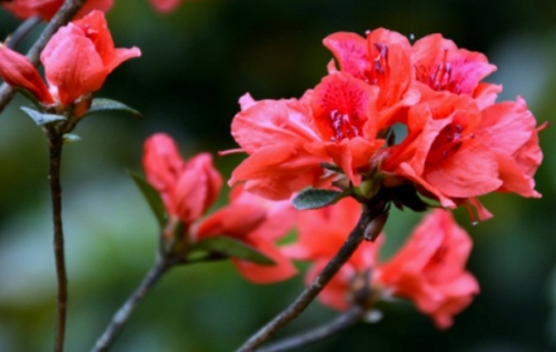 杜鹃花什么时候开花