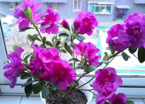 杜鹃花几月开