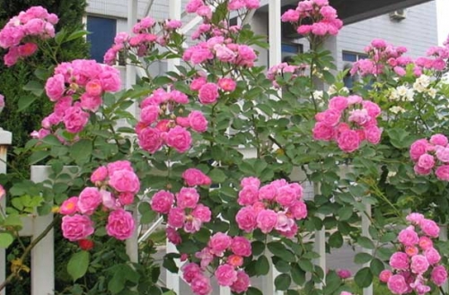 月季花什么时候开花