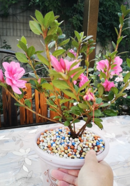 杜鹃花怎么修剪