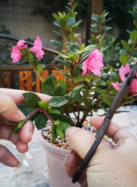 杜鹃花怎么修剪