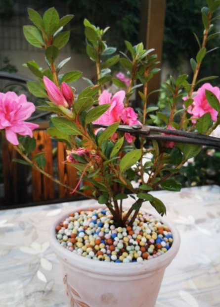 安酷杜鹃花怎么修剪