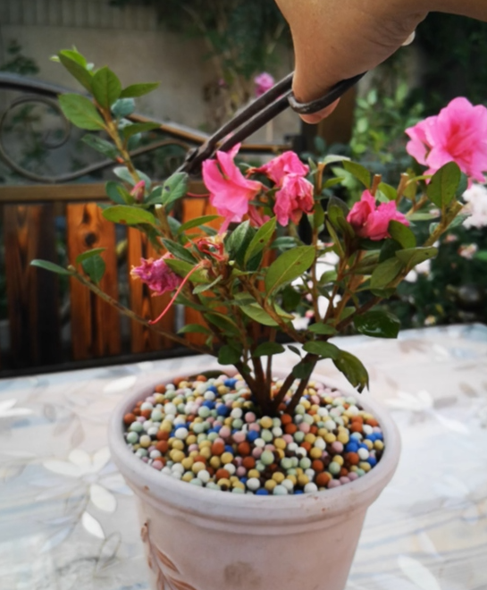 安酷杜鹃花怎么修剪