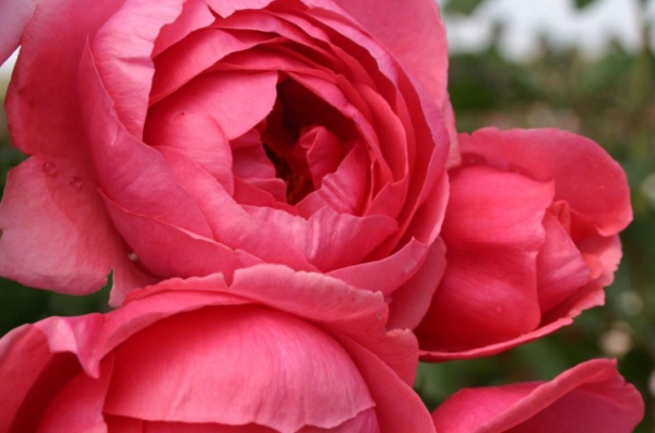 无条件的爱月季优缺点是什么