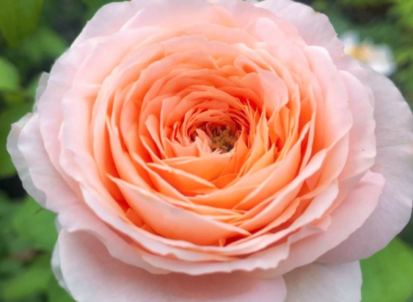 香妃月季优缺点是什么