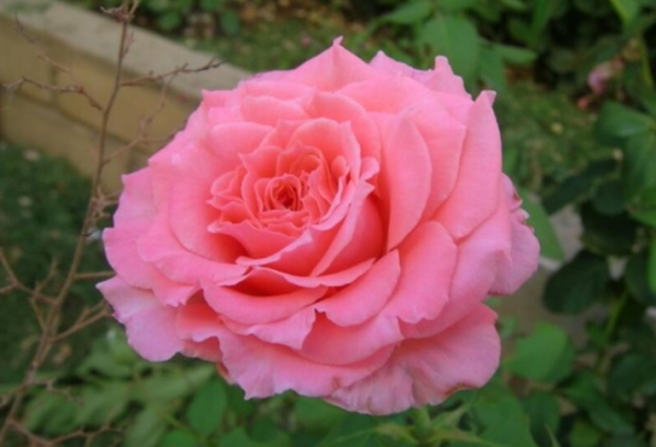 月季为什么只长笋芽不长花苞