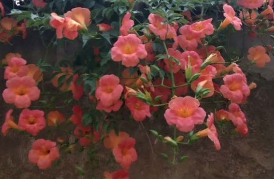 非洲粉色凌霄花的养殖方法
