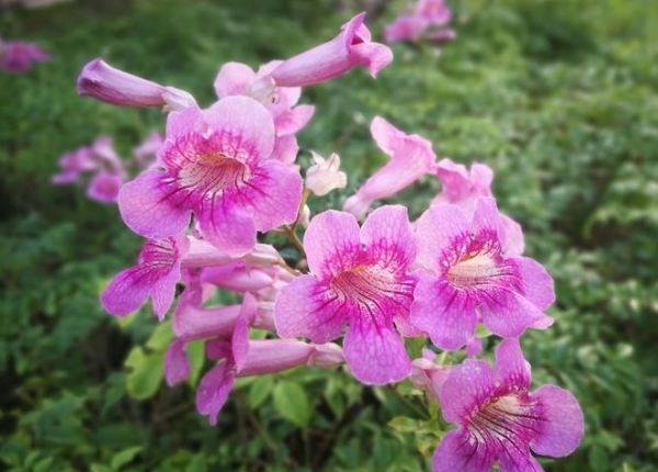 非洲粉色凌霄花的养殖方法