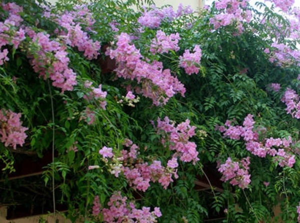 非洲粉色凌霄花的养殖方法
