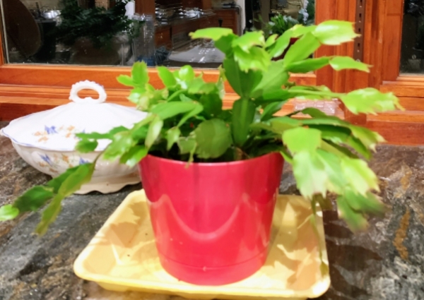 蟹爪兰不长花苞怎么办