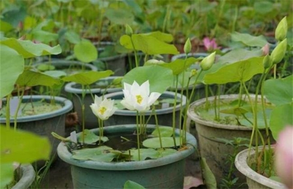 碗莲的种植方法和注意事项