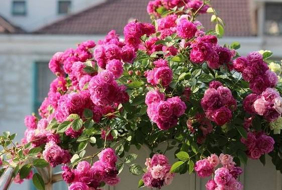 月季花苗