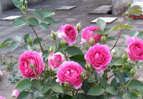 月季花苗