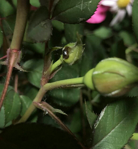 月季得了象鼻虫该如何防治