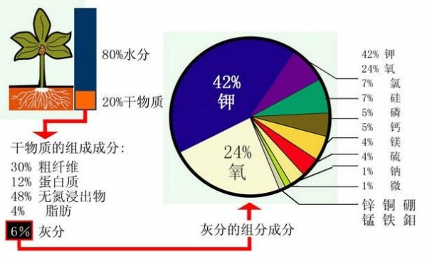 月季缺素症怎么办(详解月季缺素的解决方案)