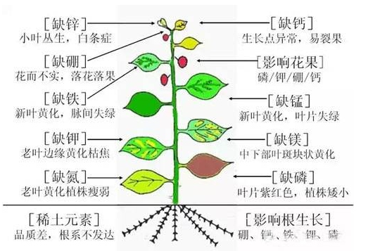 月季缺素症怎么办(详解月季缺素的解决方案)