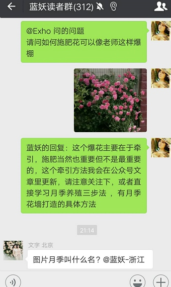 藤本月季花墙怎么做