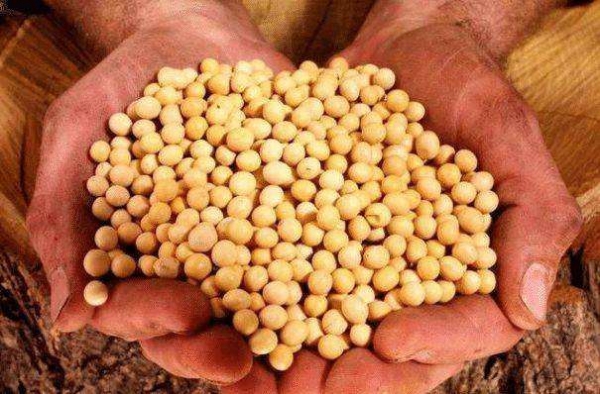 种植黄豆的生长过程