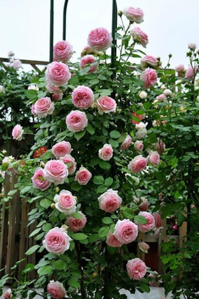 藤本月季阳台种植方法