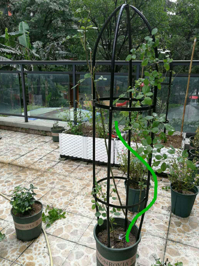 藤本月季阳台种植方法
