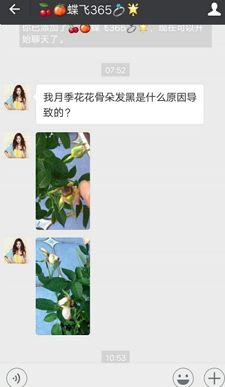 月季消苞的原因
