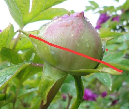 牡丹疏蕾的正确方法