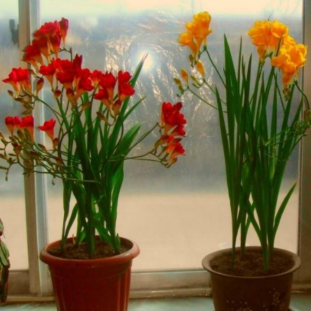 花卉出花蕾后可以施肥吗