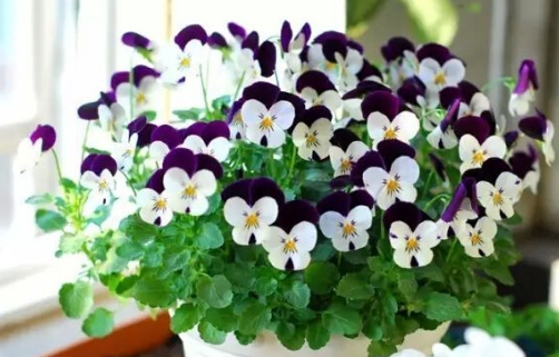 花卉出花蕾后可以施肥吗